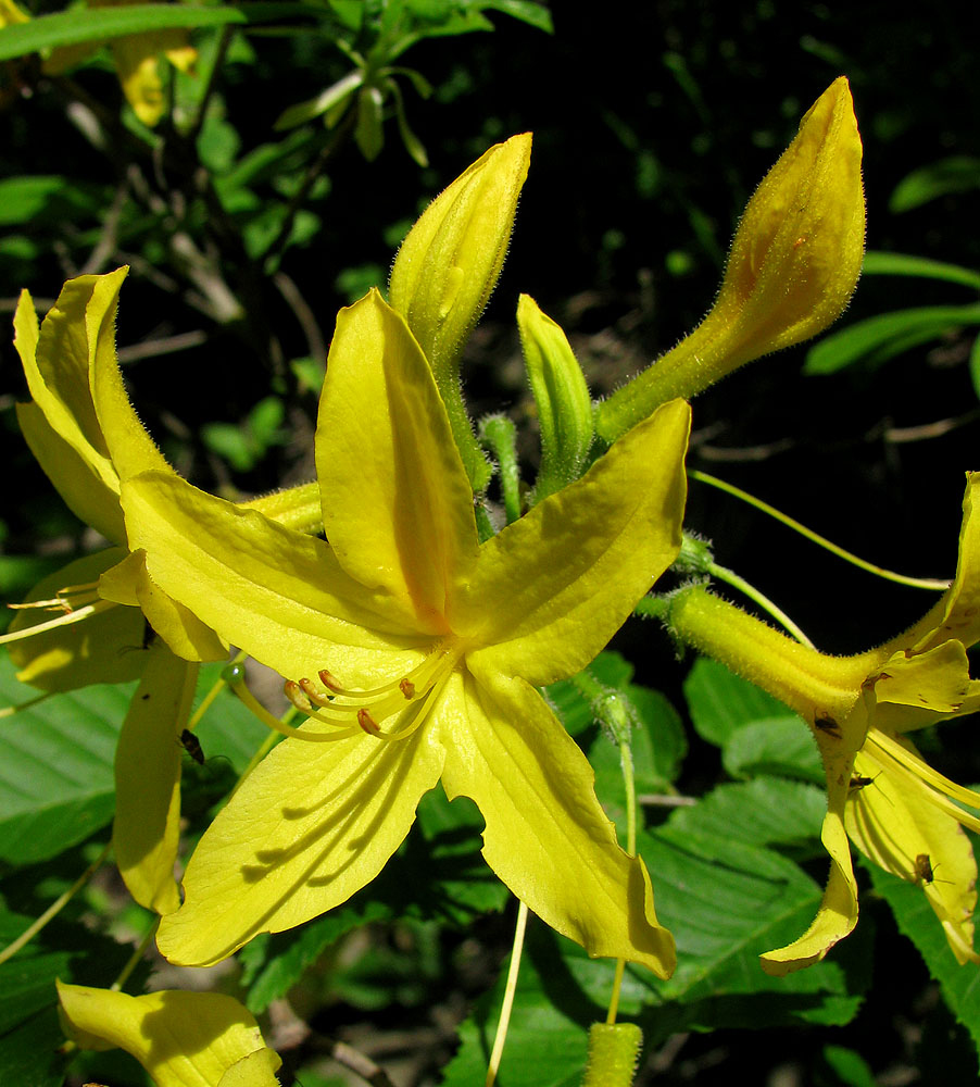 Image of Rhododendron luteum specimen.