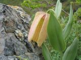 Fritillaria pallidiflora. Верхушка побега с цветком. Казахстан, сев. макросклон Джунгарского Алатау обращенный к Алакольской котловине, ущ. Коль-Асу. 6 мая 2013 г.