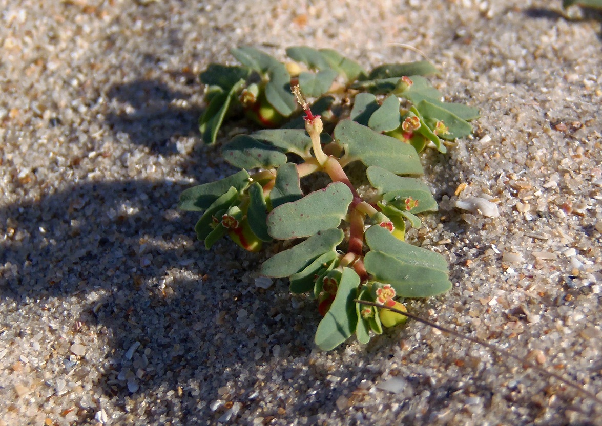 Изображение особи Euphorbia peplis.