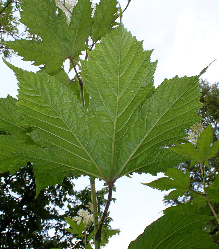 Image of Filipendula camtschatica specimen.