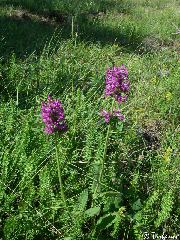 Image of Betonica officinalis specimen.