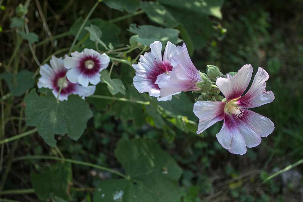 Image of genus Alcea specimen.