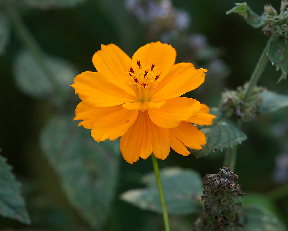 Image of Cosmos sulphureus specimen.