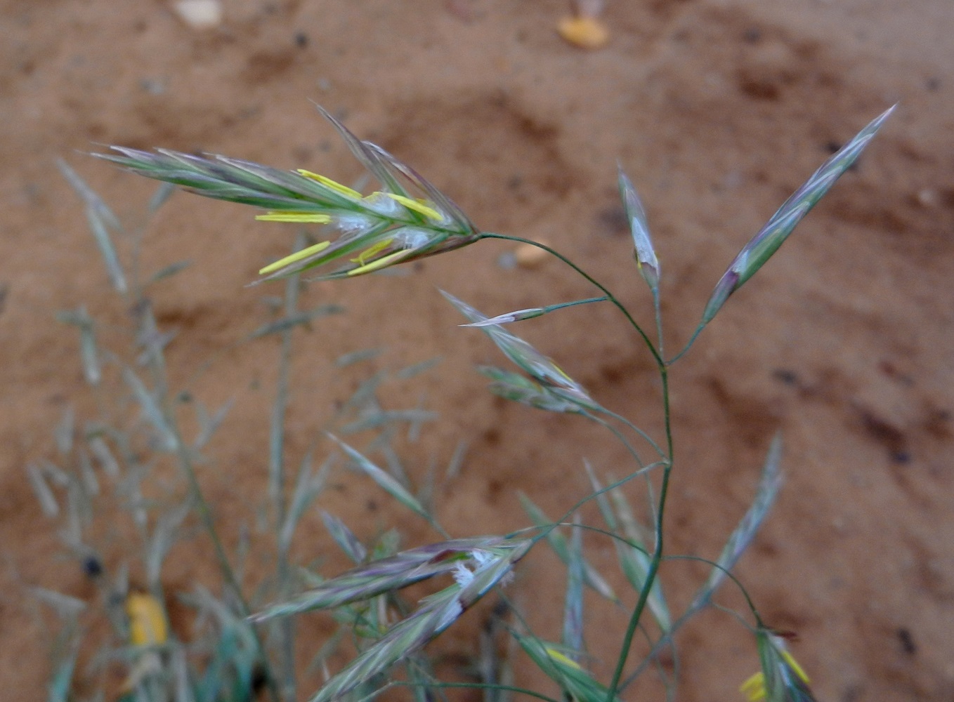 Изображение особи Bromopsis inermis.