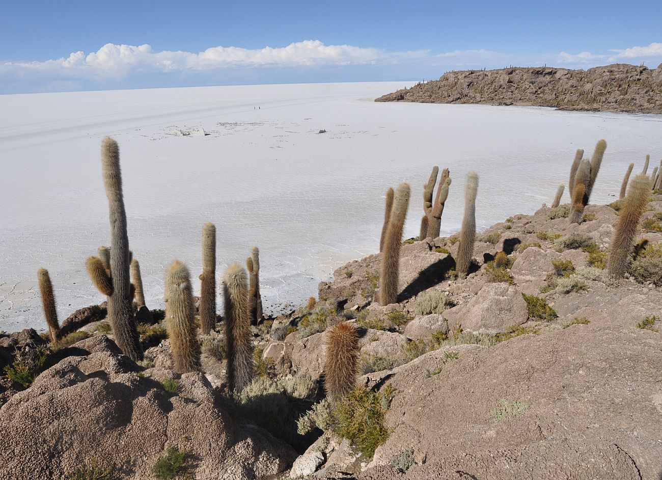 Image of Trichocereus atacamensis specimen.