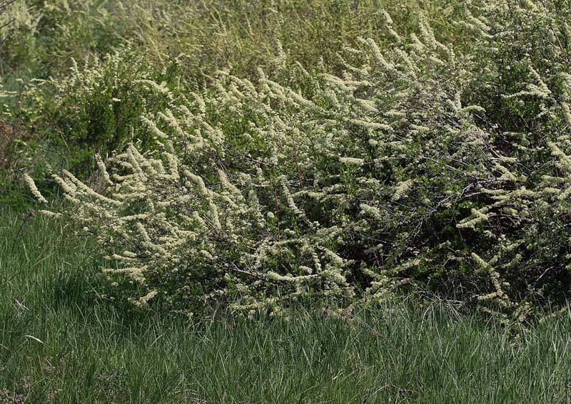 Изображение особи Spiraea hypericifolia.