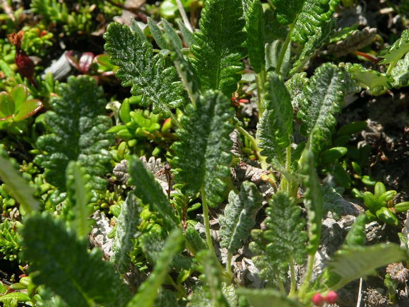 Изображение особи Dryas punctata.