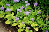 Ageratum houstonianum