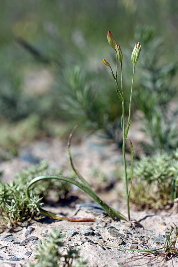 Image of Gagea chomutovae specimen.