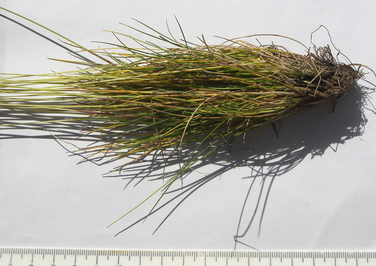 Image of Festuca ovina specimen.