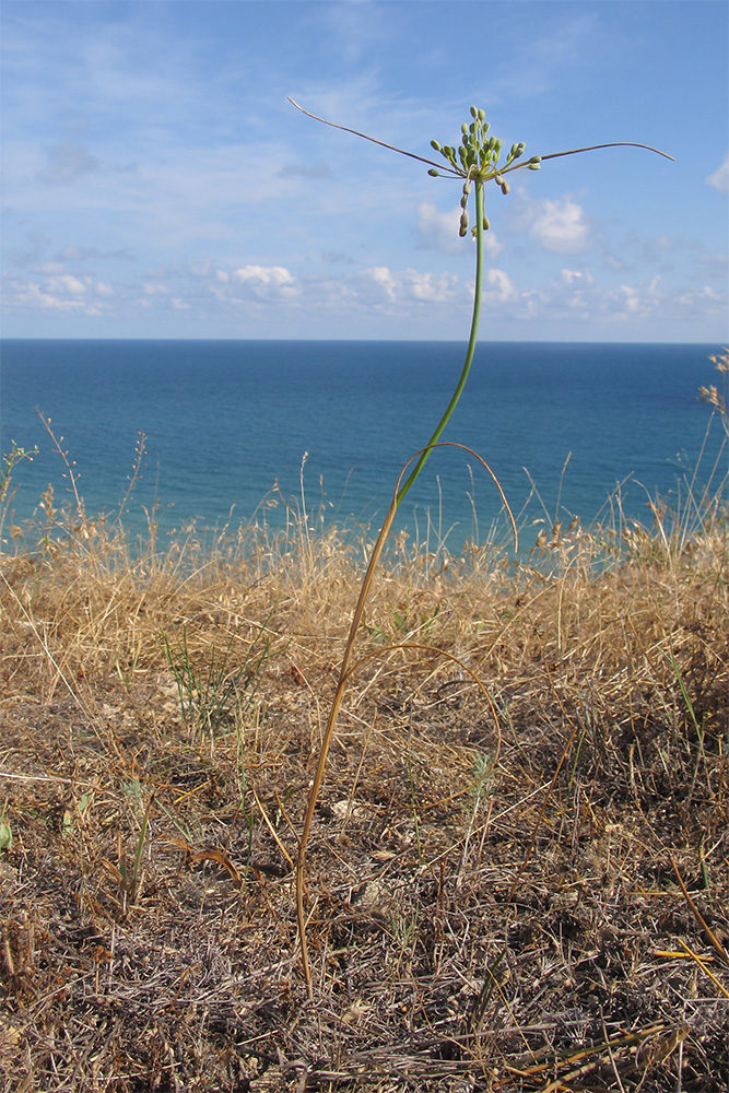 Image of Allium paczoskianum specimen.