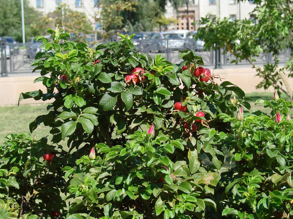 Image of Rosa rugosa specimen.