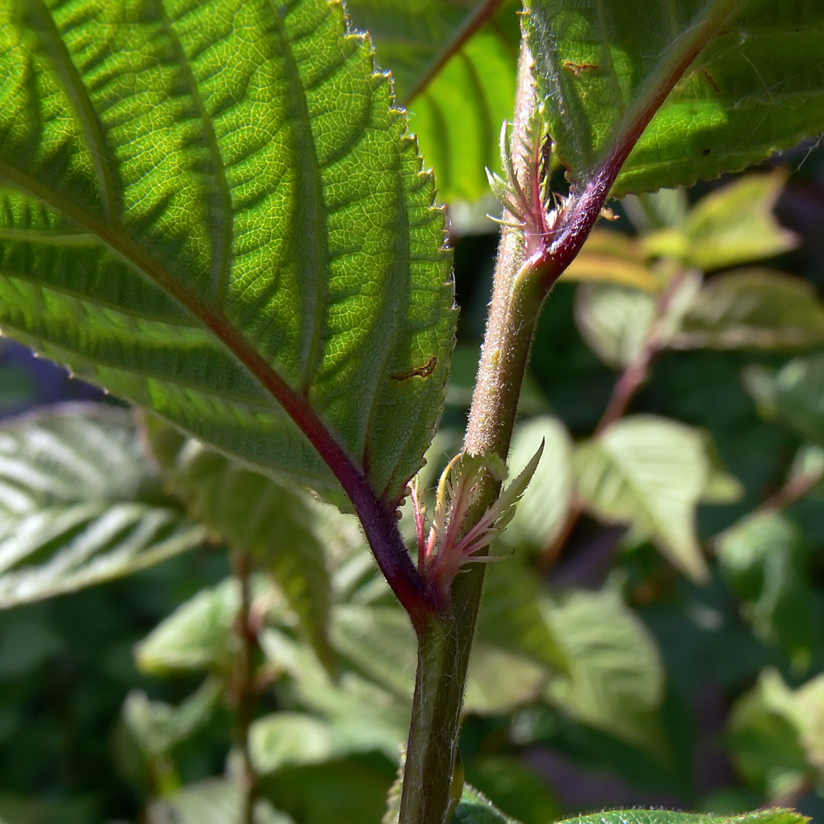 Image of Cerasus tomentosa specimen.