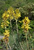 Asphodeline lutea