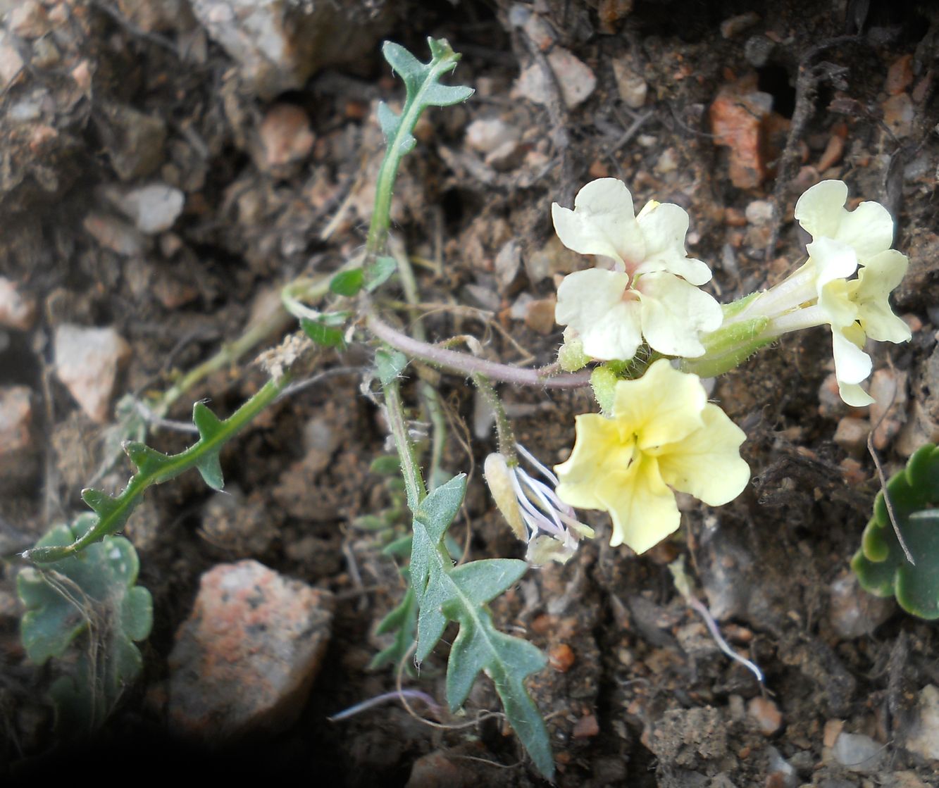 Image of Chorispora songarica specimen.