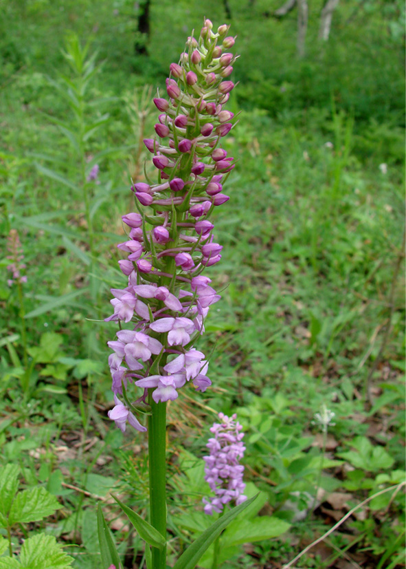 Image of Gymnadenia conopsea specimen.