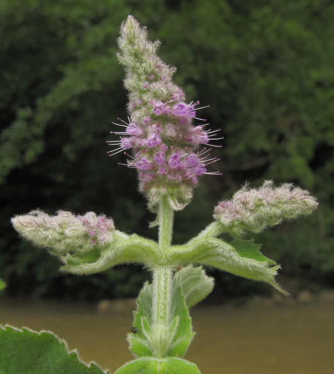 Изображение особи Mentha longifolia.