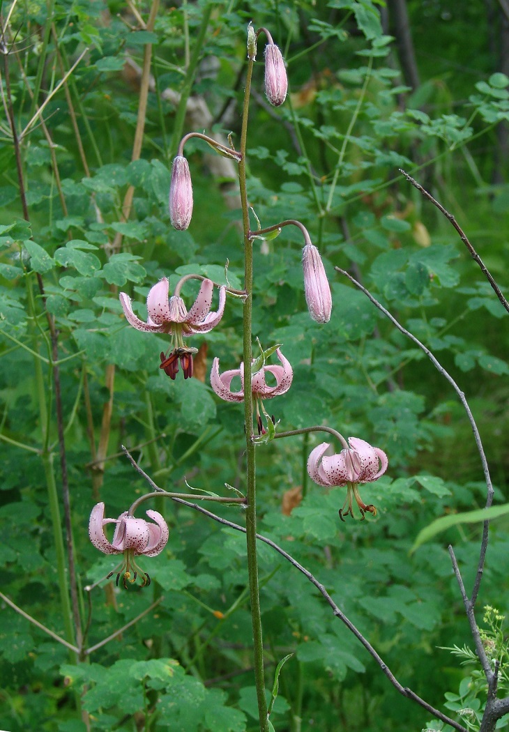 Image of Lilium pilosiusculum specimen.