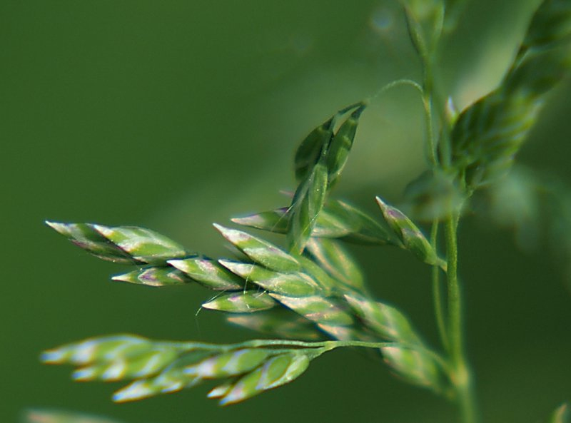 Image of Poa pratensis specimen.