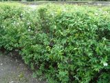 Spiraea cantoniensis