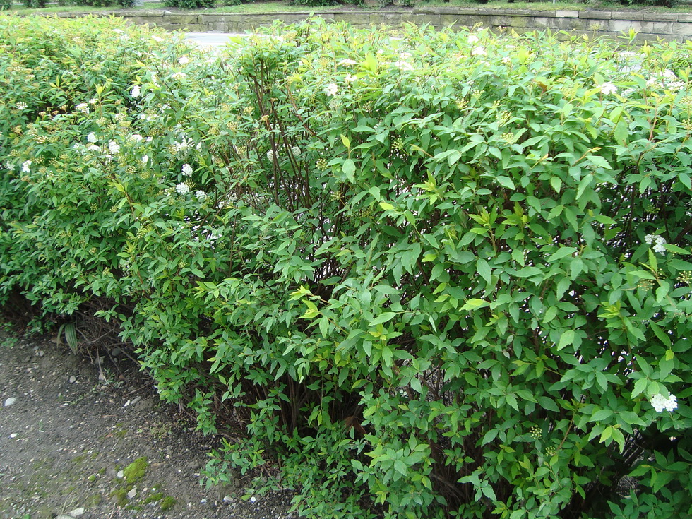 Изображение особи Spiraea cantoniensis.