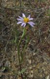 Tripolium pannonicum. Цветущее растение. Крым, Арабатская стрелка, солончак. 28 мая 2016 г.