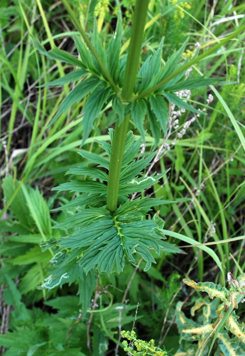 Изображение особи Valeriana rossica.