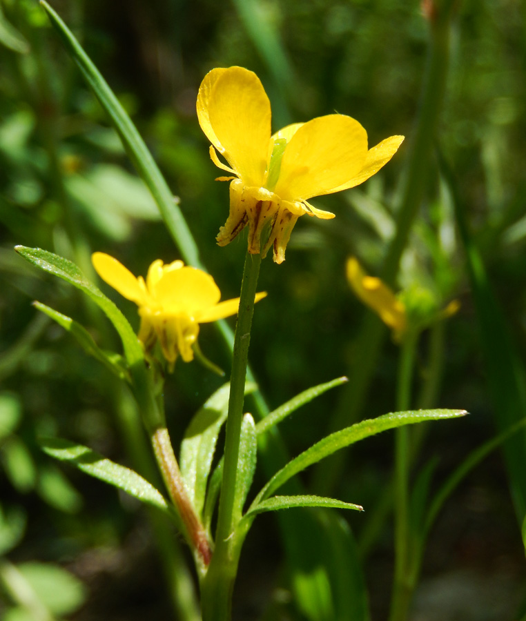 Image of Ranunculus trachycarpus specimen.