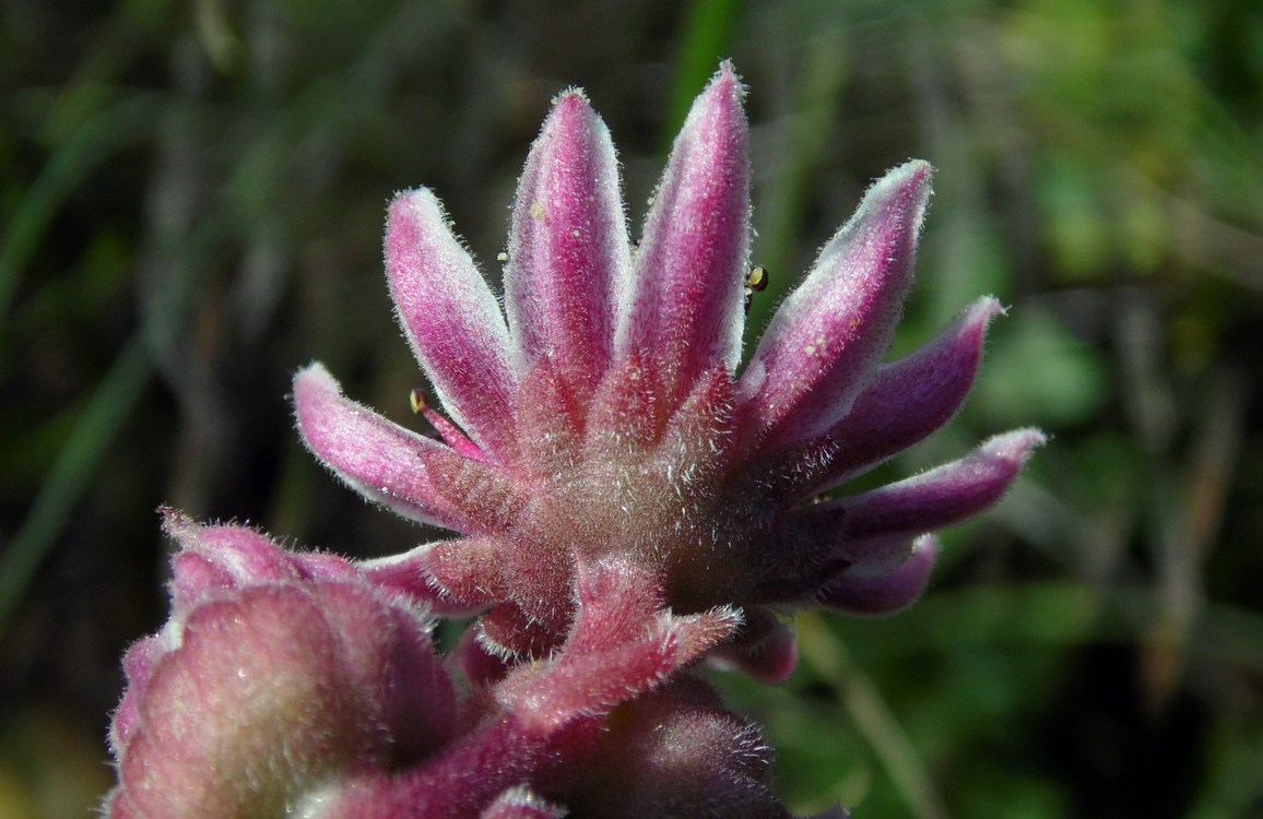 Image of Sempervivum caucasicum specimen.