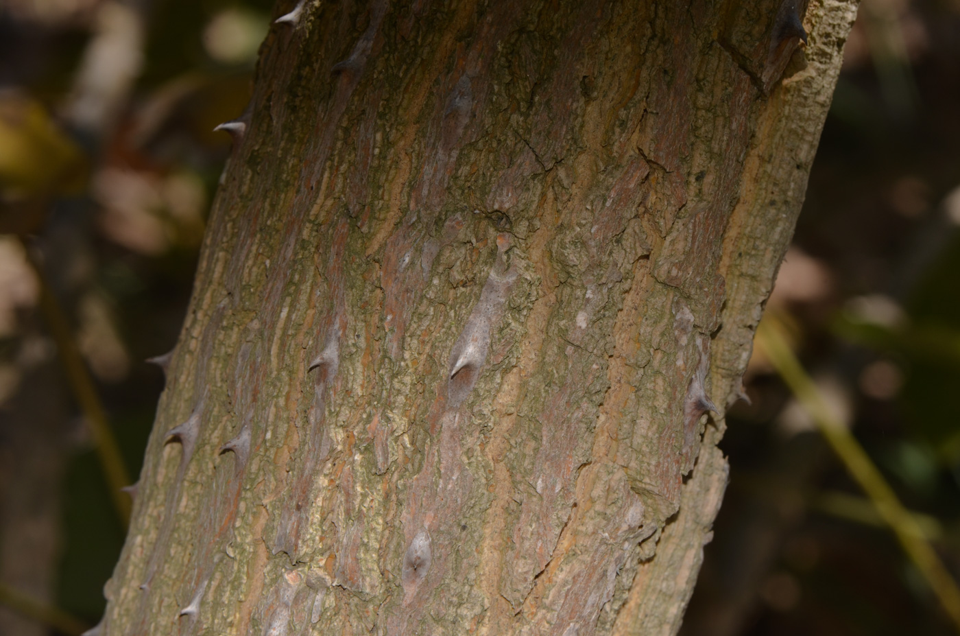 Image of Erythrina abyssinica specimen.