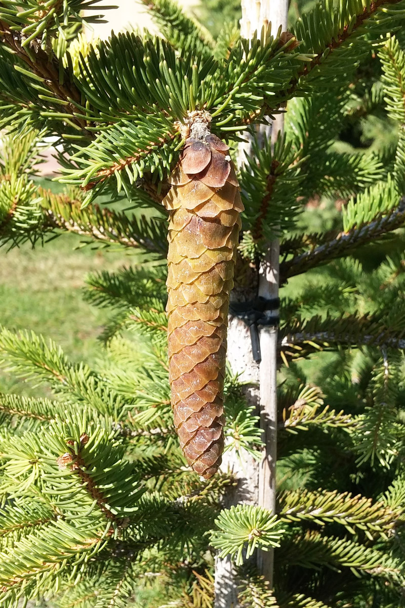 Image of genus Picea specimen.