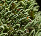 Cladonia coniocraea. Подеции с развивающимися апотециями. Московская обл., Раменский р-н, окр. ж.-д. платформы Хрипань, смешанный лес у ЛЭП, на березе. 18.09.2016.