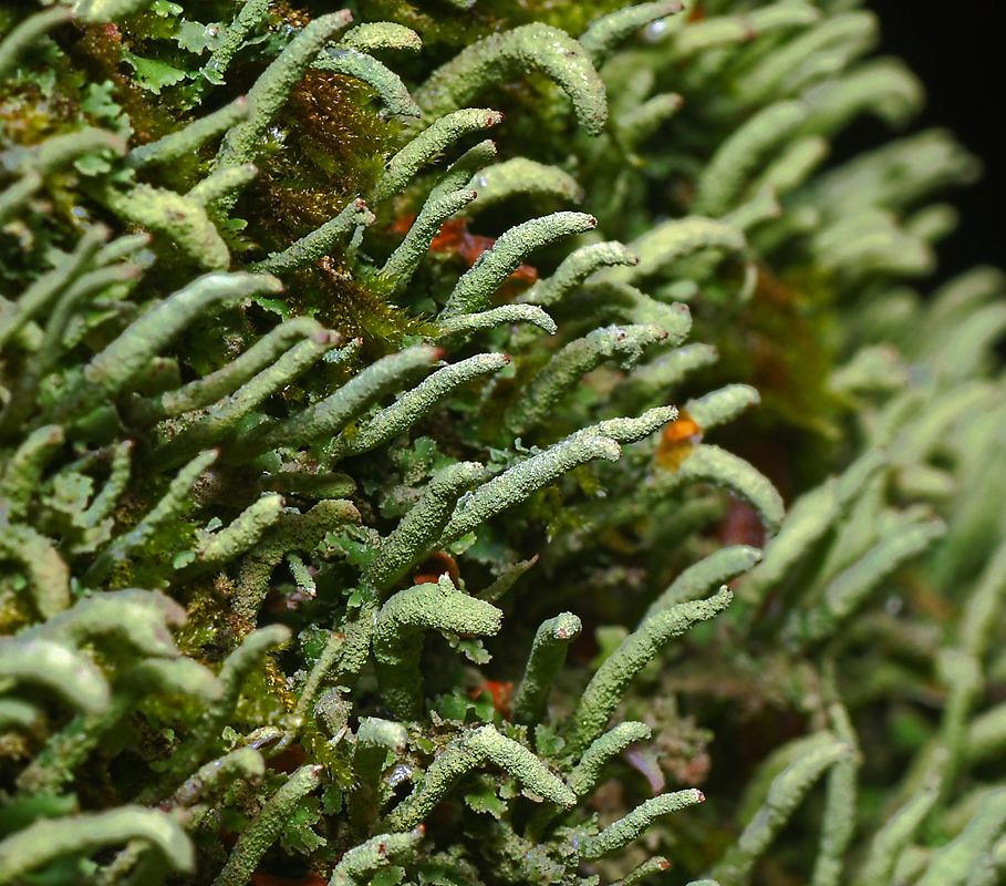 Изображение особи Cladonia coniocraea.