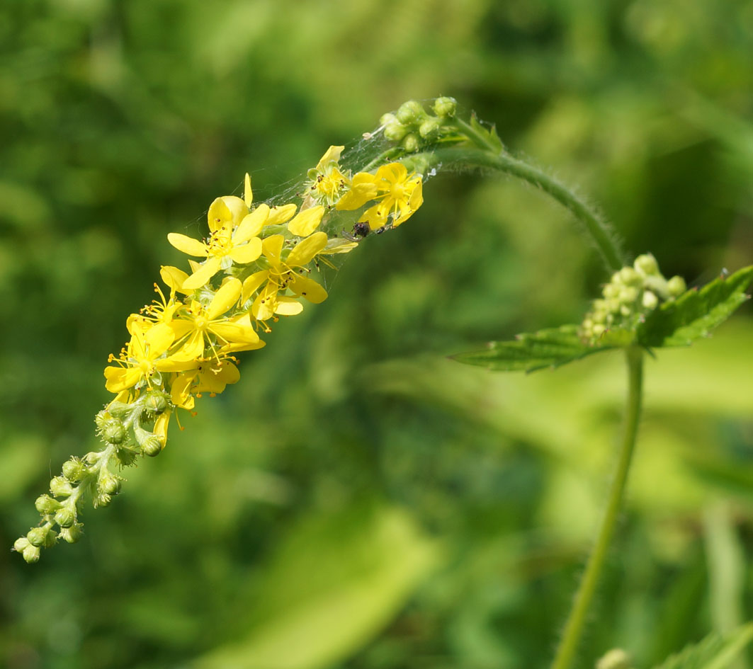 Image of Agrimonia pilosa specimen.