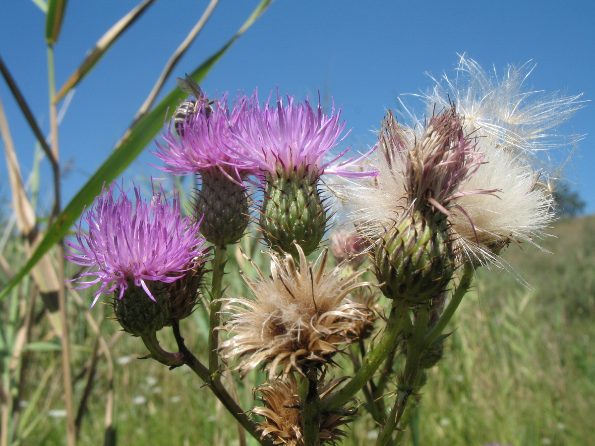 Image of Cirsium glaberrimum specimen.