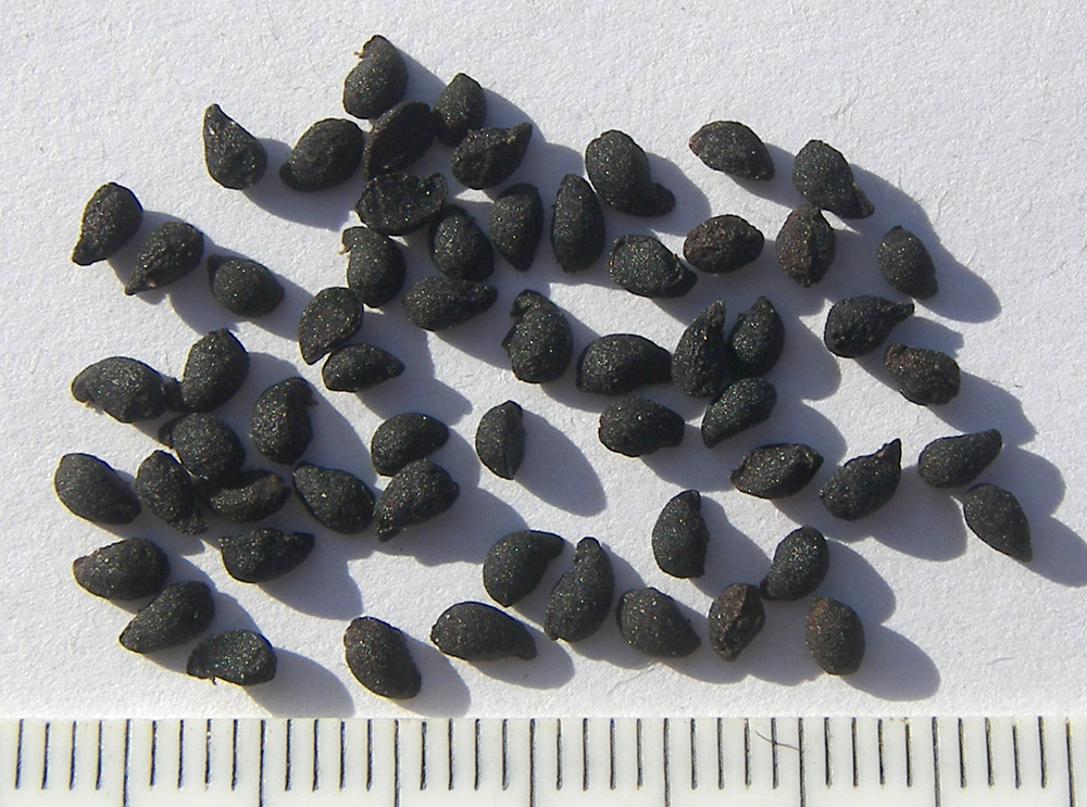 Image of Scilla litardierei specimen.