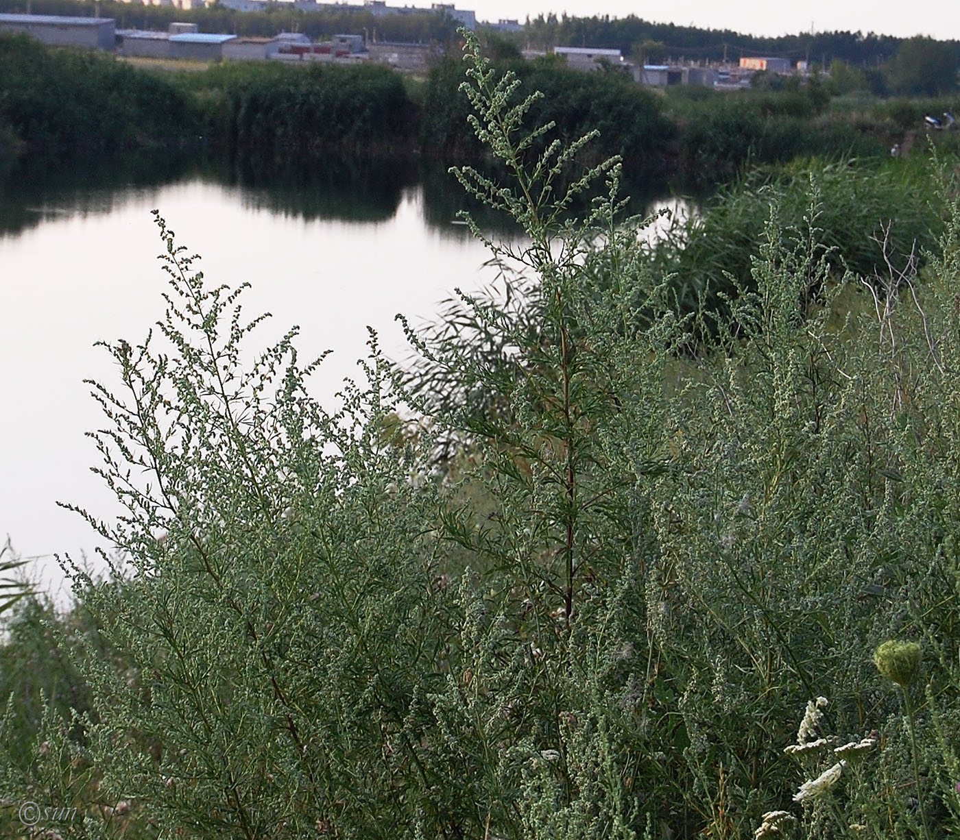 Изображение особи Artemisia vulgaris.