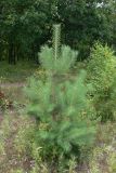 Pinus sylvestris