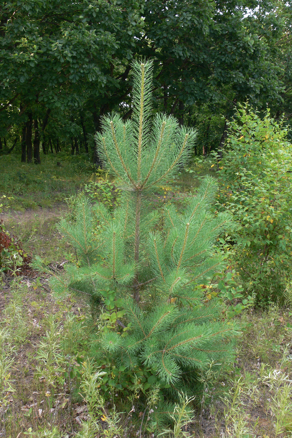 Изображение особи Pinus sylvestris.