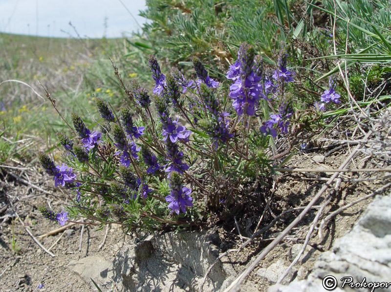 Изображение особи Veronica capsellicarpa.