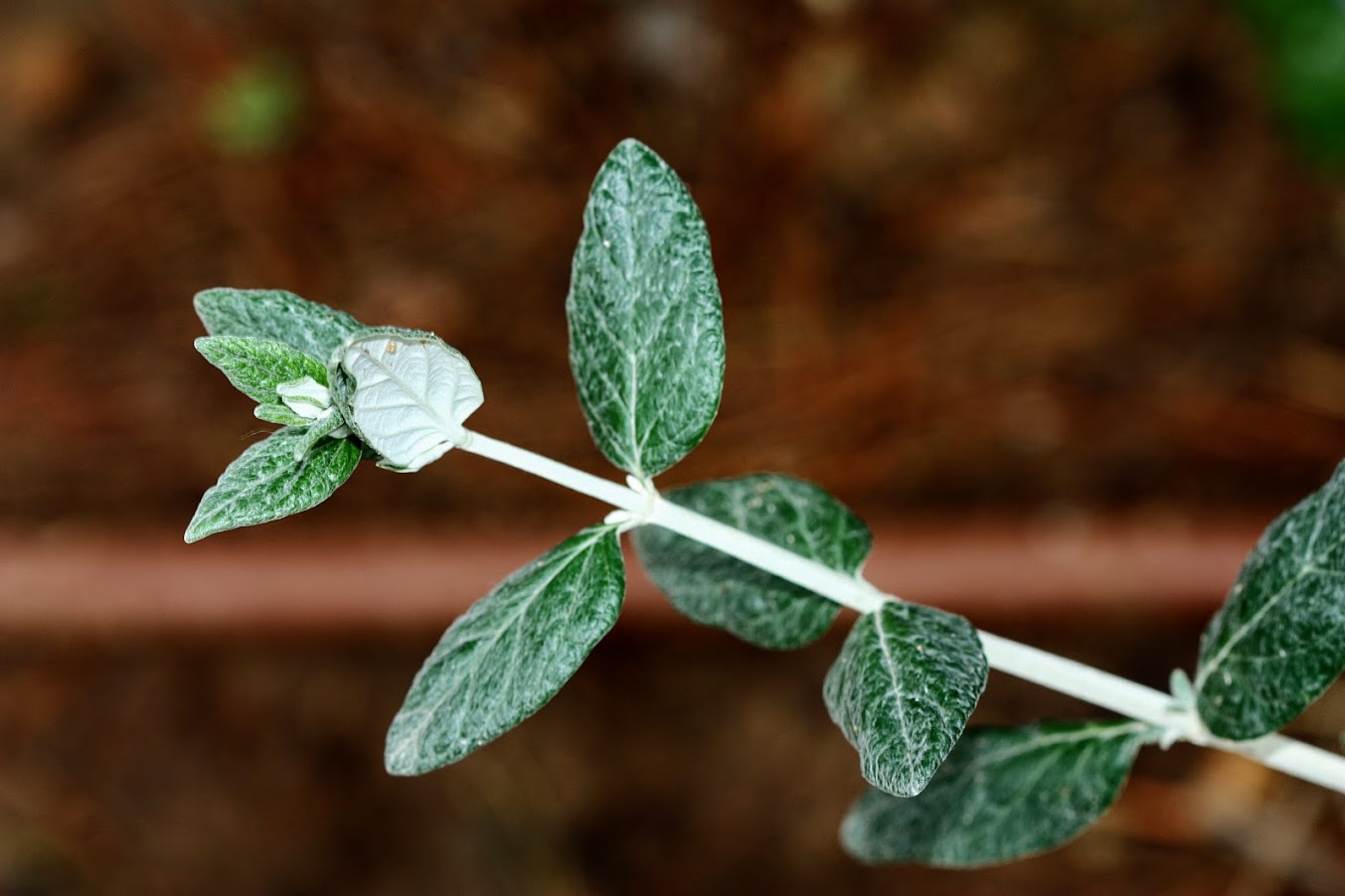 Image of Teucrium fruticans specimen.