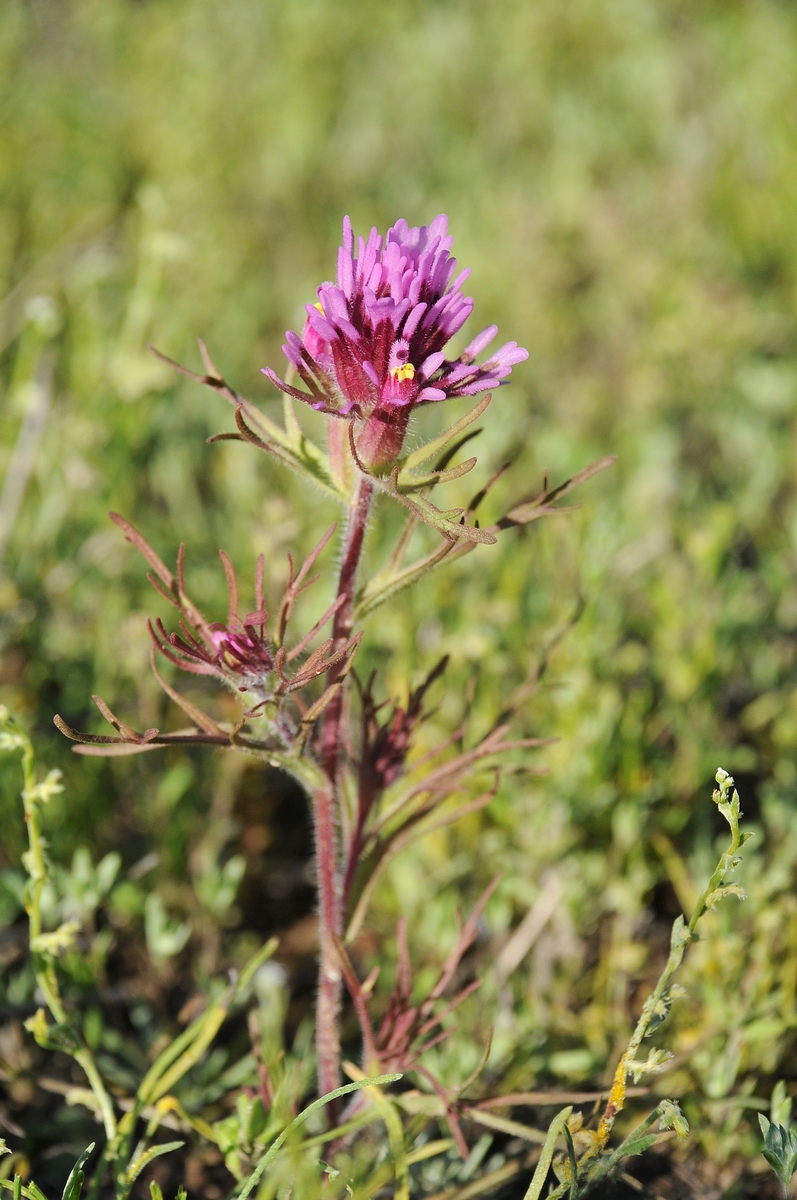 Image of Castilleja exserta specimen.