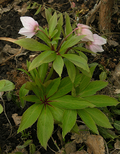 Изображение особи Helleborus thibetanus.