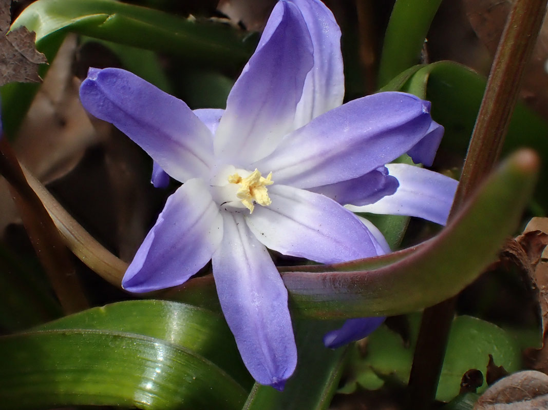 Image of Chionodoxa luciliae specimen.