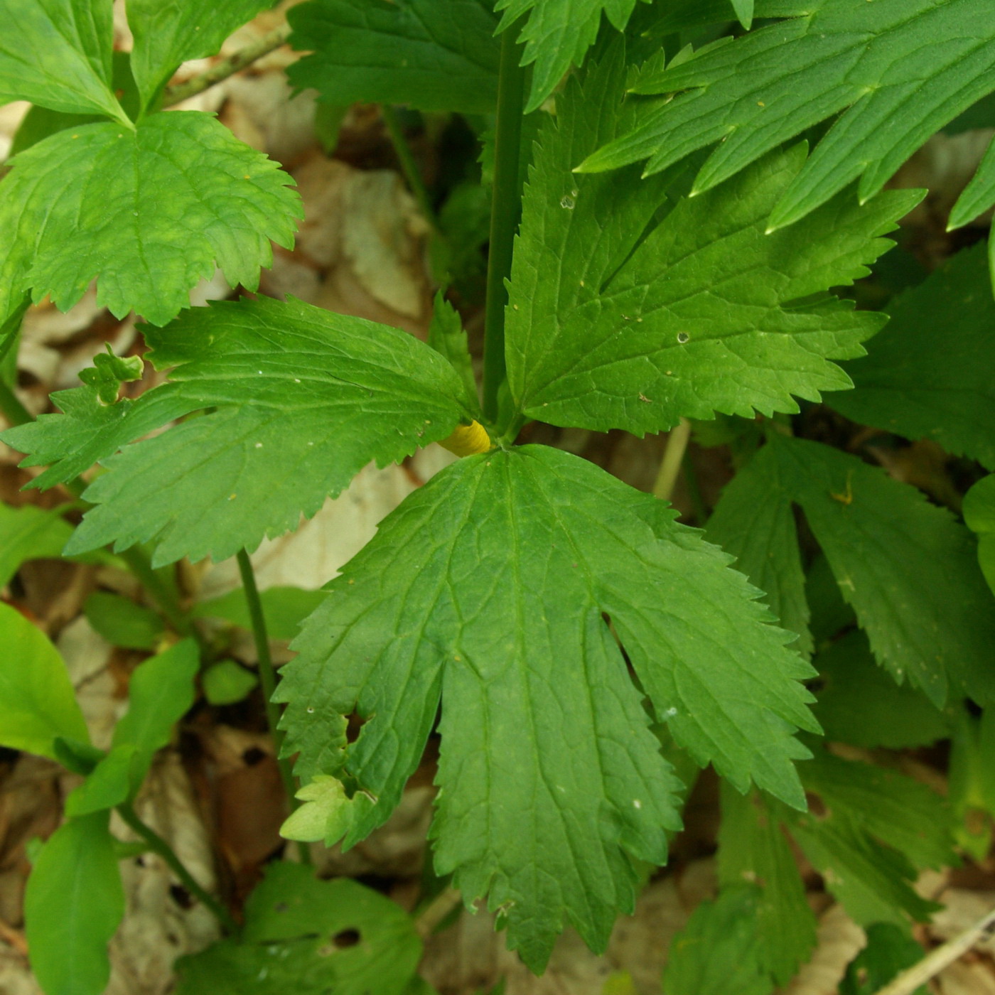 Изображение особи Ranunculus crimaeus.