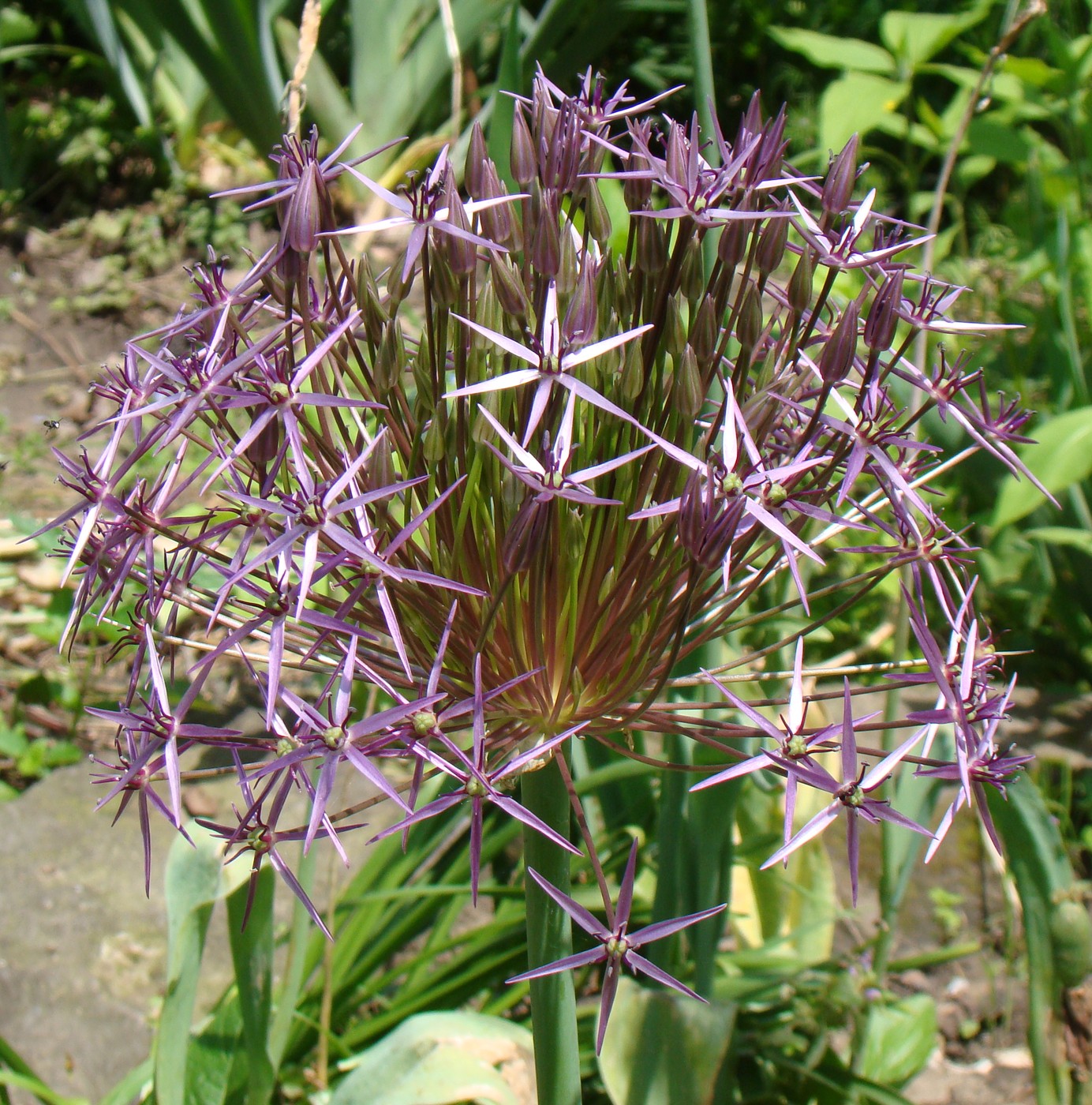 Изображение особи Allium cristophii.