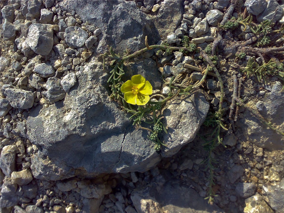 Image of Fumana procumbens specimen.