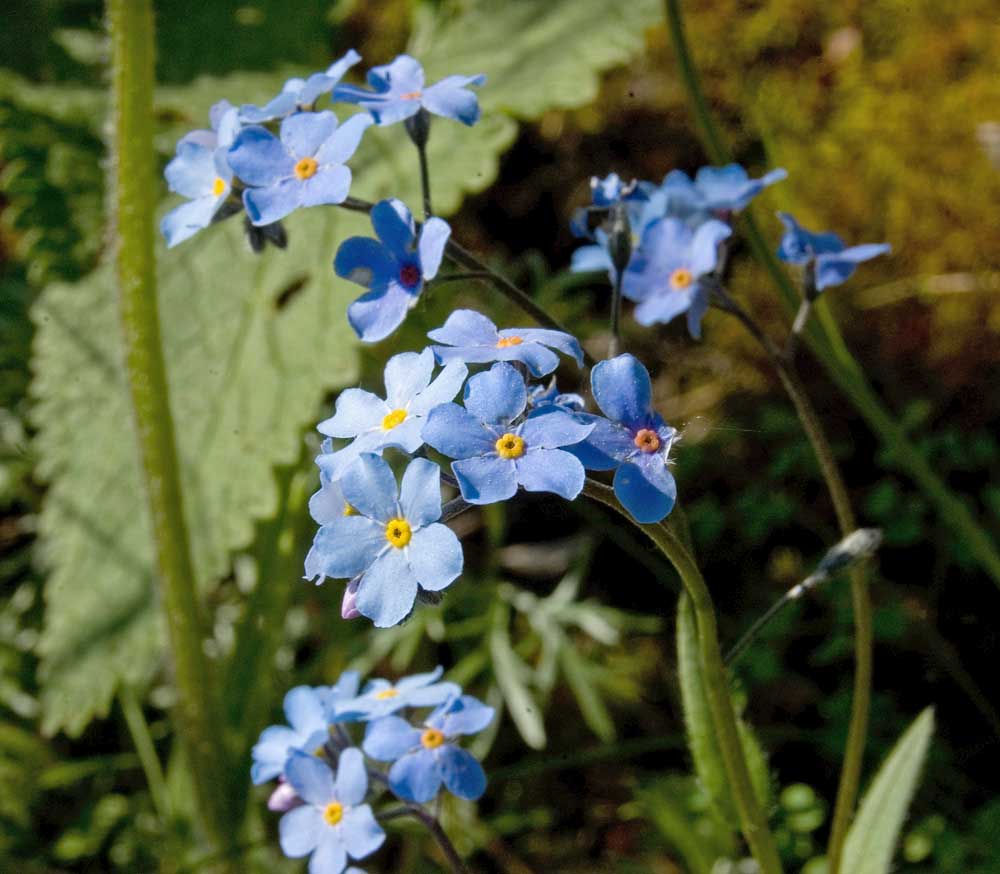 Изображение особи Myosotis popovii.