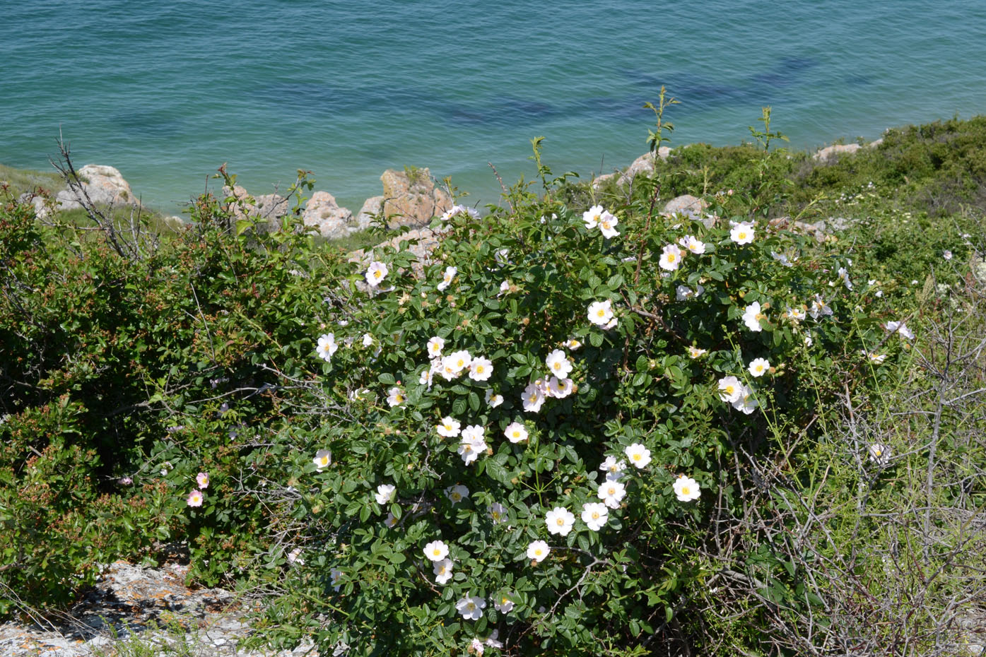 Image of genus Rosa specimen.