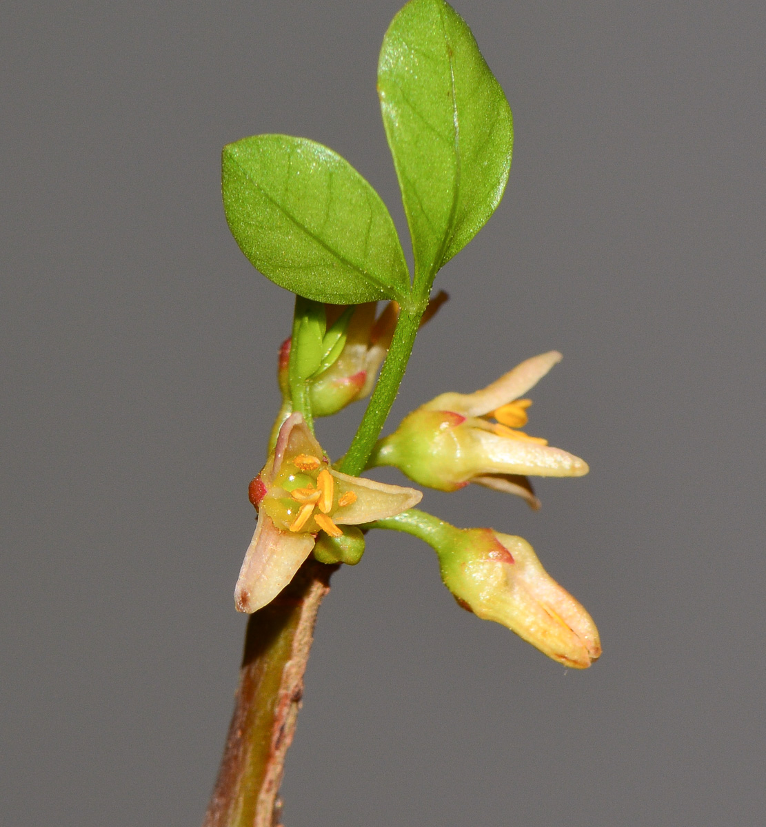 Image of Commiphora gileadensis specimen.